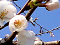 桜の花の写真３